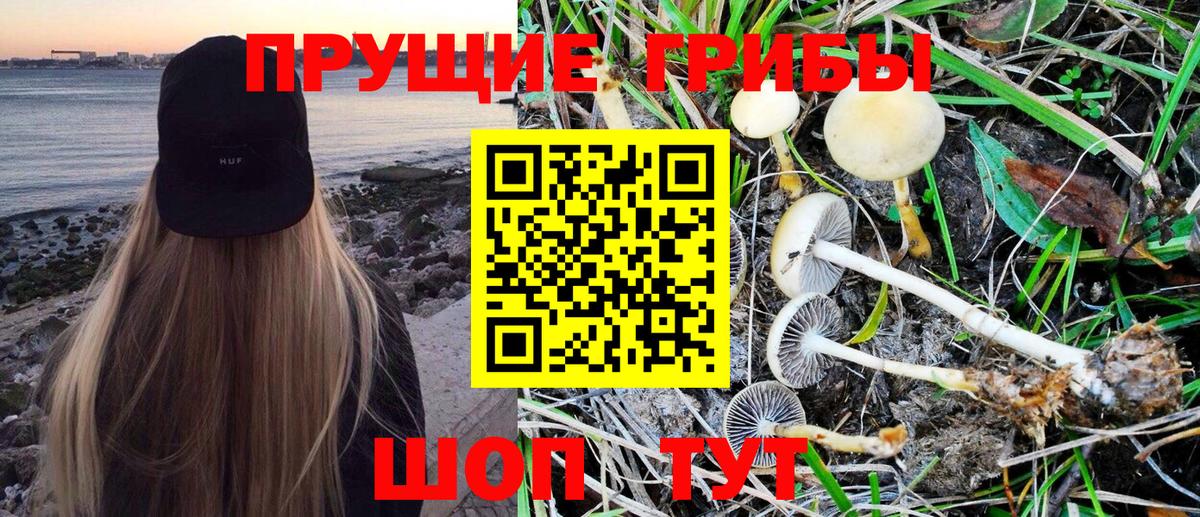 Татарск  Псилоцибиновые грибы Magic Shrooms  Вход с VPN  Псилоцибиновые грибы GOLDEN TEACHER 